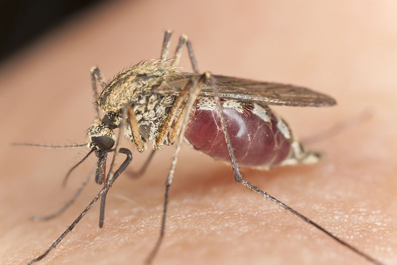 Muỗi Anophen lây truyền bệnh sốt rét